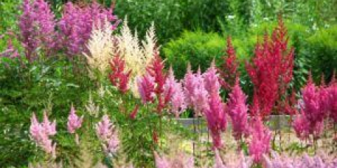 Jako astilbus násobí: reprodukce semen, řízků, divize keře